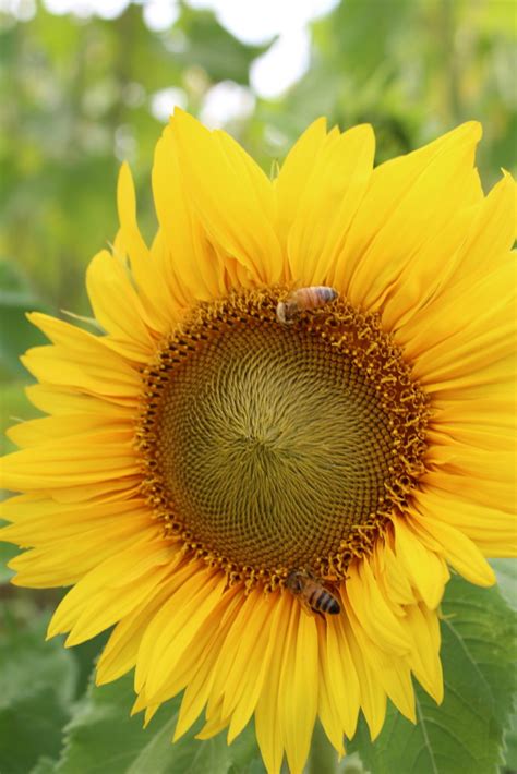 Sunflowers by Van Gogh