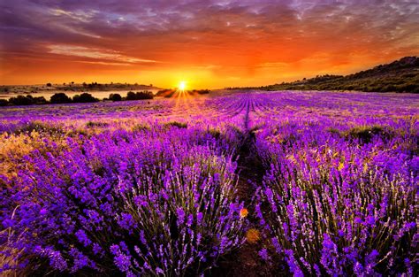 Lavender hues in a sunset