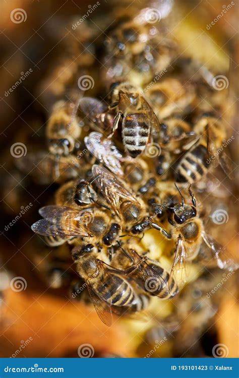 Swarm feeding is an essential part of beekeeping