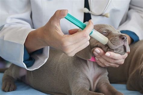 Using a syringe to feed a dog