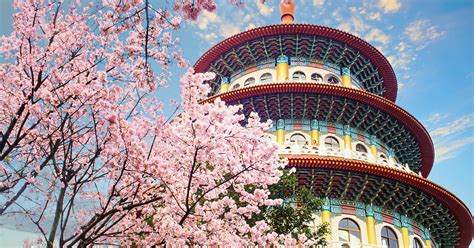 Cherry Blossom in Taiwan