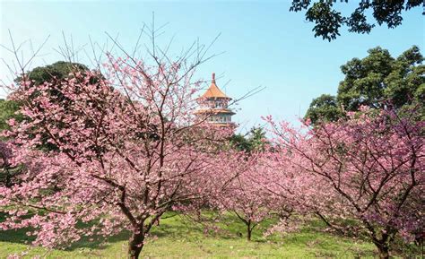 Taiwan Cherry Blossoms