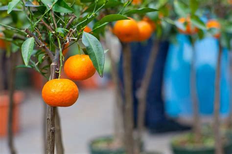 Tangerine Cultivars