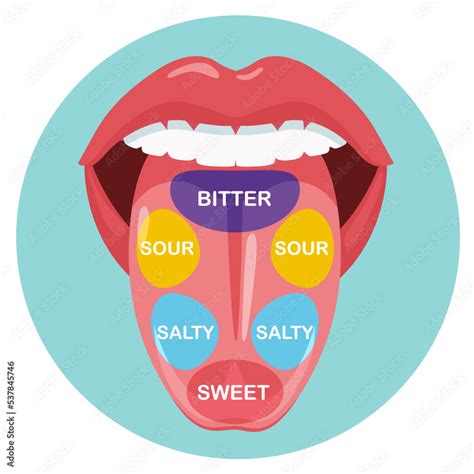 The structure of taste buds