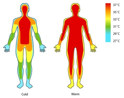 Temperature Regulation