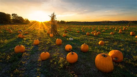 Cozy Pumpkin Patch