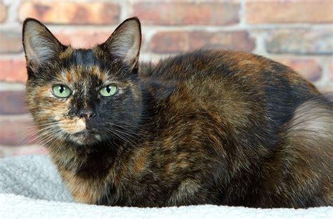 Ticked tortoiseshell cat