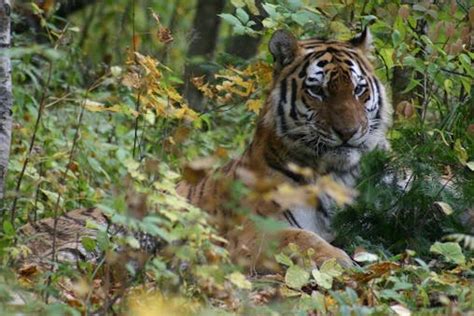 Conservation efforts in Russia, highlighting the importance of protecting tiger habitats