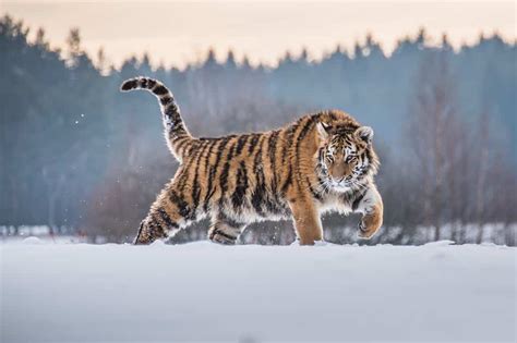 A Russian folk art depiction of a tiger, showcasing its cultural significance