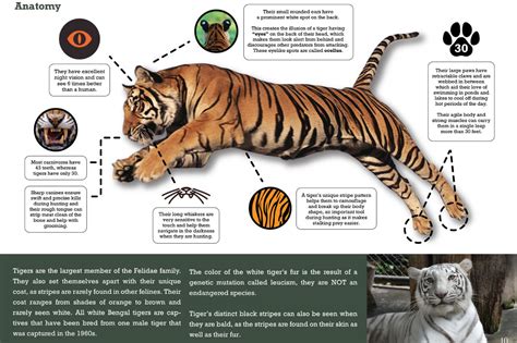 Educational programs promoting tiger conservation, empowering future generations