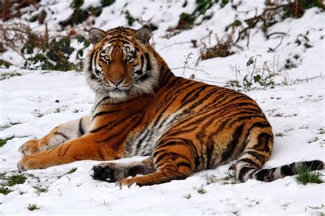 A Siberian tiger in its natural habitat, showcasing its adaptability