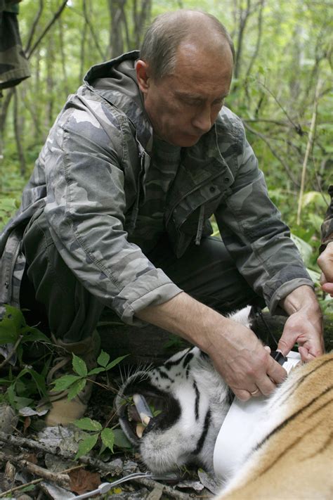 Conservation efforts preserving tiger populations, highlighting the importance of preservation