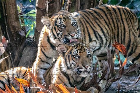 Tiger puzzles for fun and learning