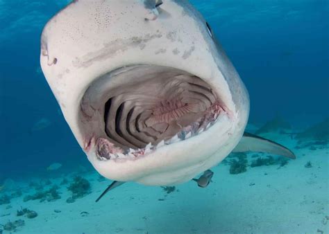 Marvel Tiger Shark swimming in the ocean