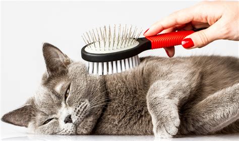 Tom cat grooming