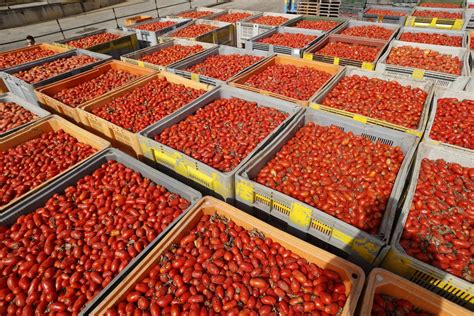 Tomatina Festival Tomatoes