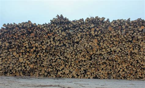 Tons and Tons of Wood