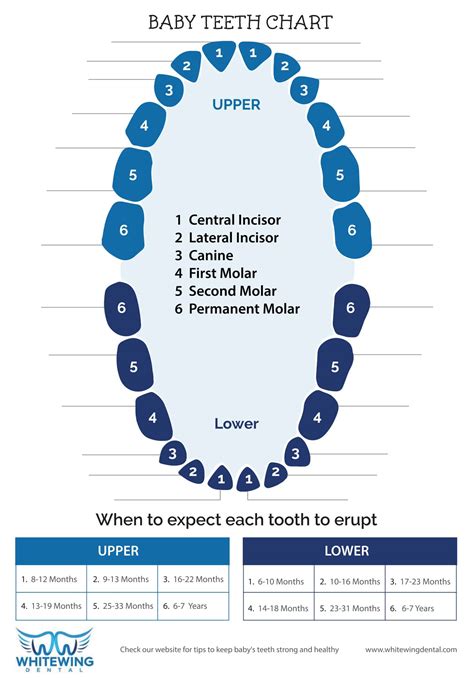 Tooth Chart Templates for School