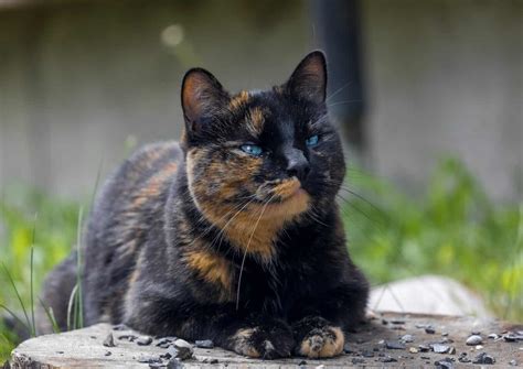 Tortoiseshell cat