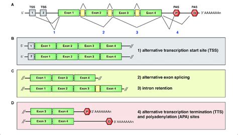 Transcript Working Mechanisms