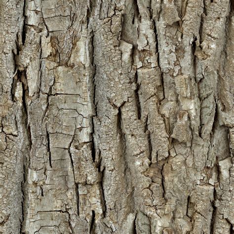 Tree Bark