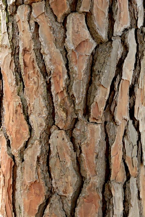 Tree bark texture