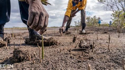 Tree planting