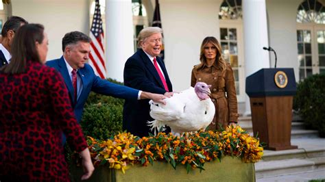 Trump Turkey Wig