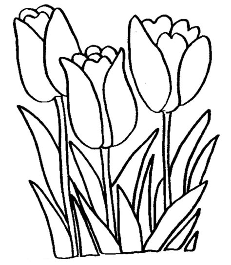 Tulip coloring pages for adults and kids