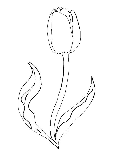 Tulip Colouring Page