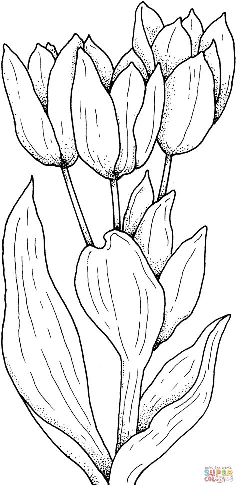 Tulip flower coloring pages printable for children