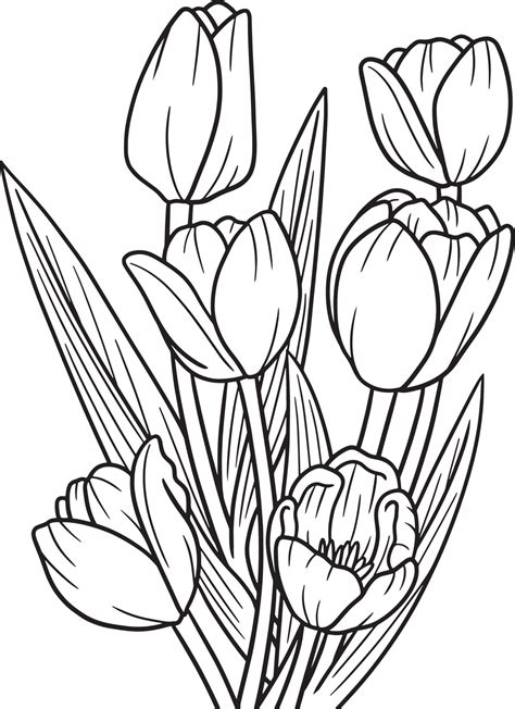 Tulip flower coloring