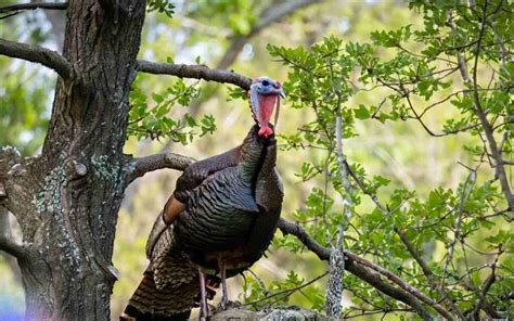 Turkey Habitat