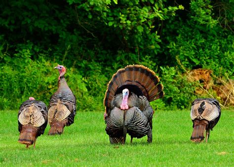 Turkey in Nature