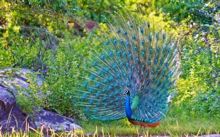 Peacock feathers in turquoise color