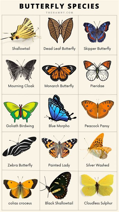 Types of butterfly templates