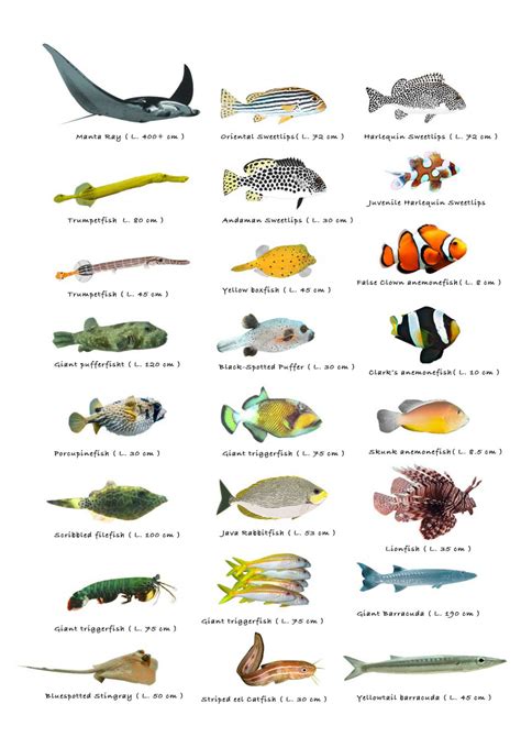 Various Types of Fish Printables