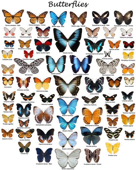 Types of Free Butterfly Pages