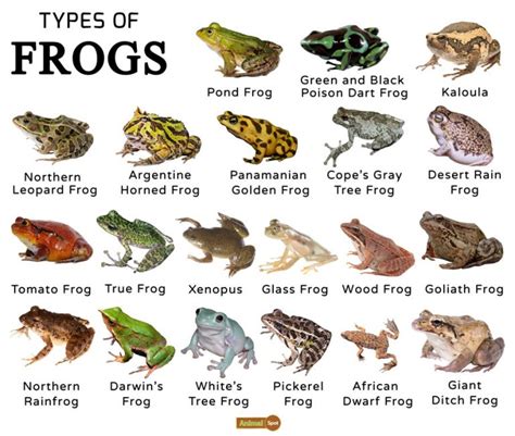 Types of Froggy Printables