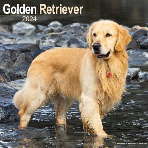 Types of Golden Retriever Calendars