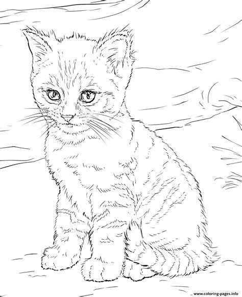 Types of kitten coloring pages