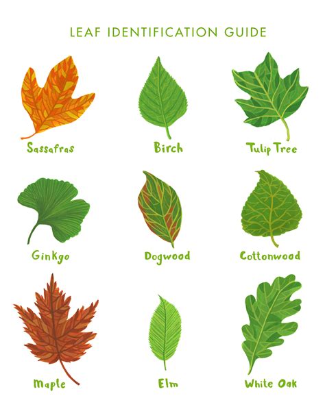 Types of leaf printables