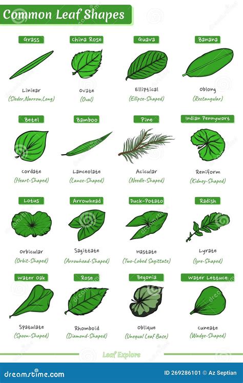 Types of Leaf Templates Image