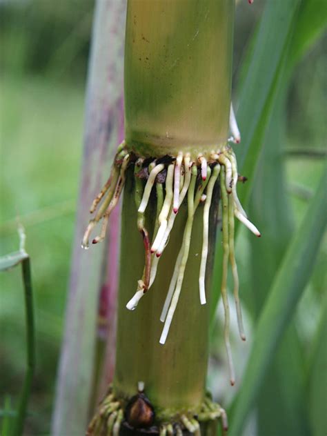 Uala Tree