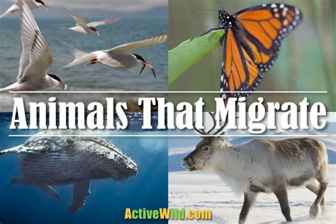 Unusual Animal Migration