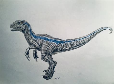 Velociraptor drawing for coloring