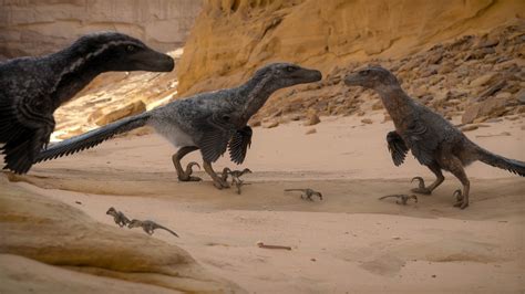 Velociraptor gait