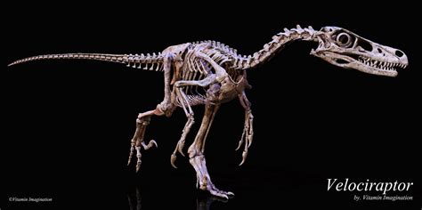 Velociraptor skeleton