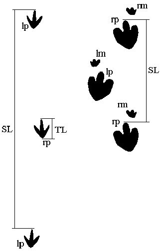 Velociraptor trackways