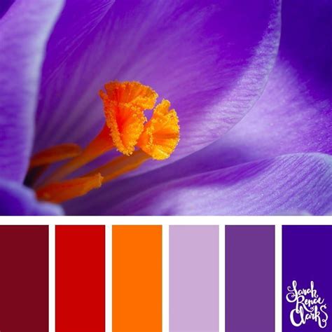 Vibrant Purple and Red Inspiration